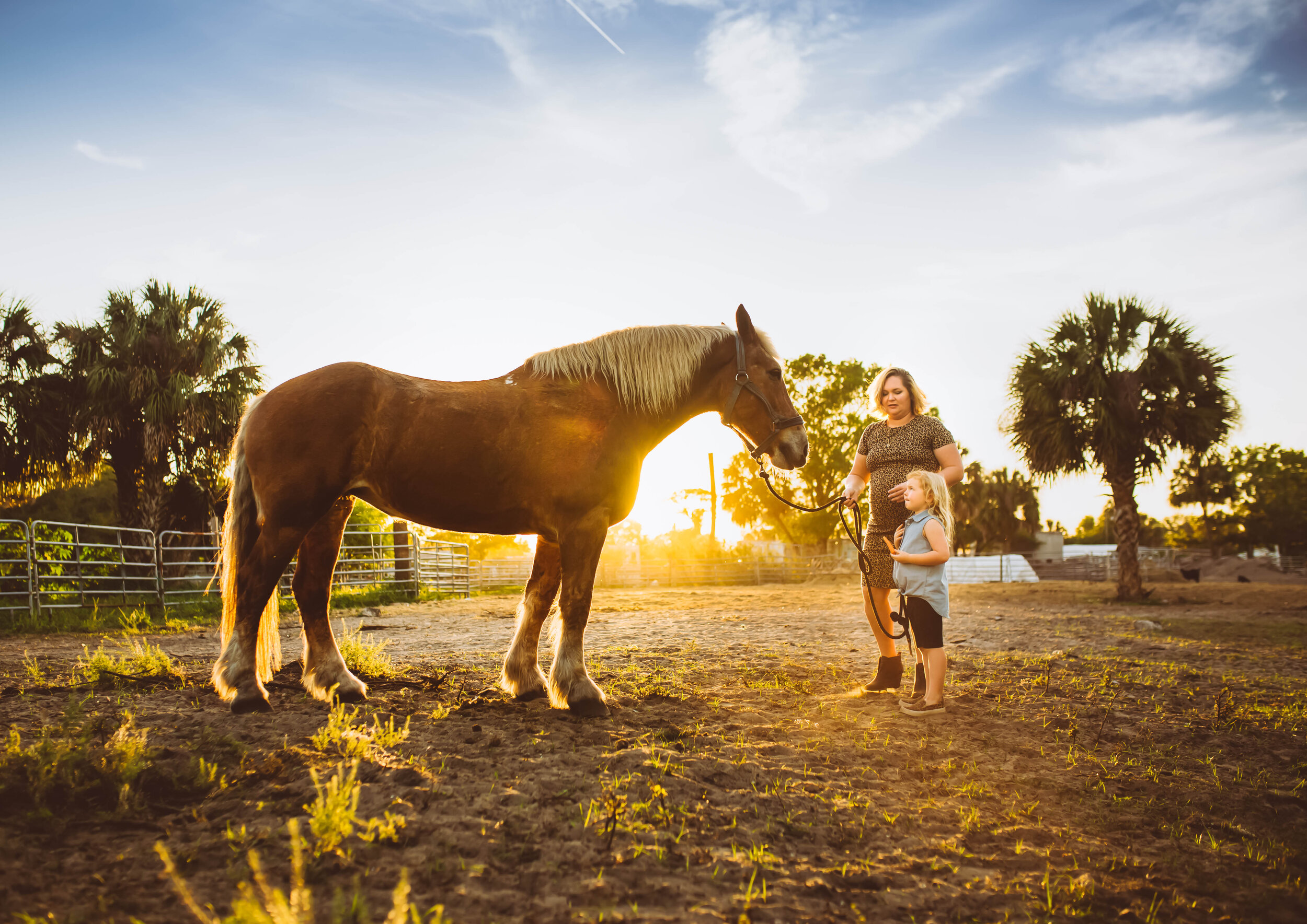 sunset horse photos, ruskin fl photographer